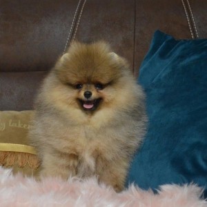 Pomeranci - tedi bear tip