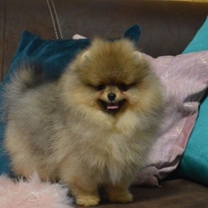 Pomeranci - tedi bear tip