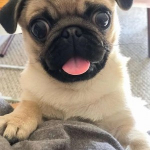 Mops i Engleski Buldog stenci