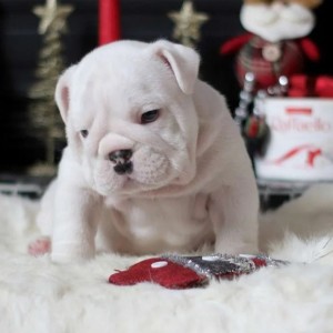 Mops i Engleski Buldog stenci