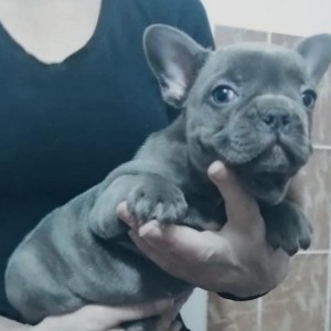 Francuski buldog štenci