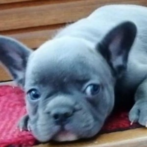 Francuski buldog štenci