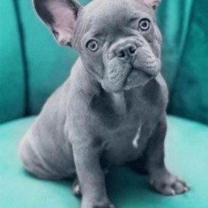 Francuski buldog štenci