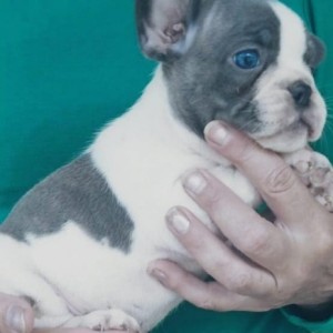 Francuski buldog štenci