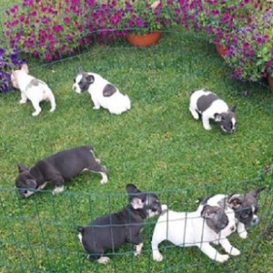 Francuski buldog štenci