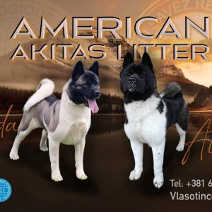 Američka Akita