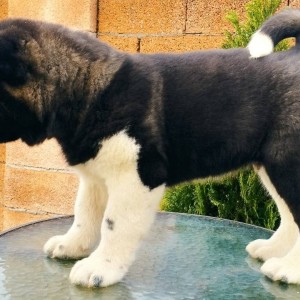 Američka Akita