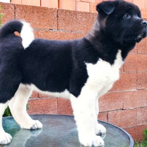 Američka Akita
