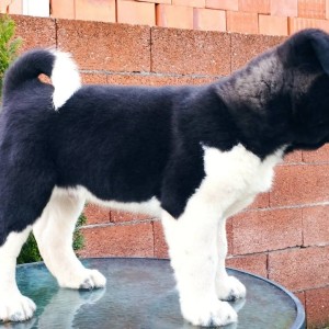 Američka Akita