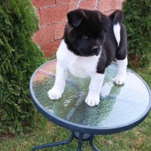 Američka Akita