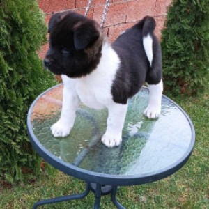 Američka Akita