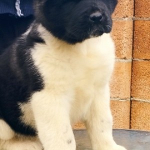 Američka Akita
