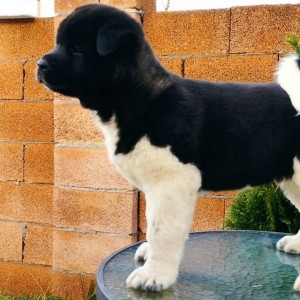 Američka Akita