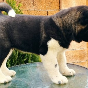 Američka Akita
