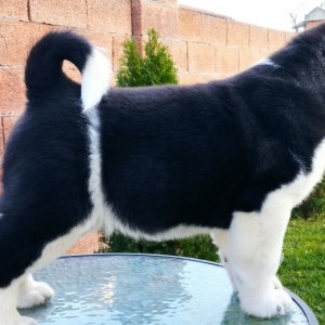 Američka Akita