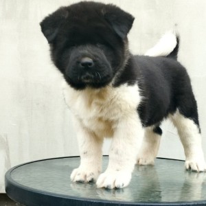 Američka Akita