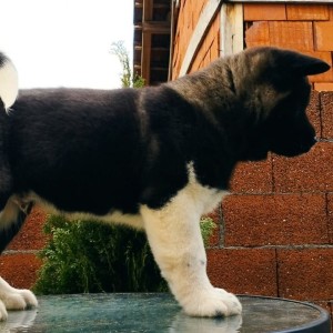 Američka Akita