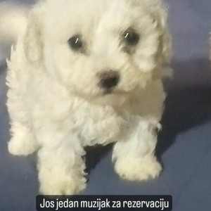 Bišon štenci