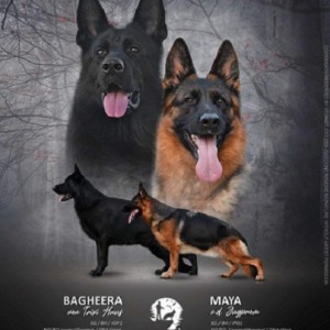 Stenad nemackog ovcara