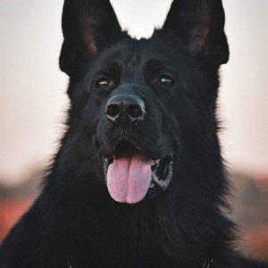 Stenad nemackog ovcara