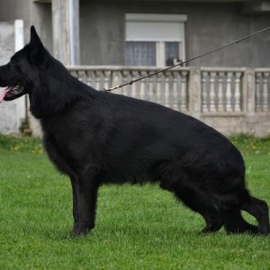 Stenad nemackog ovcara