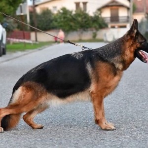 Stenad nemackog ovcara