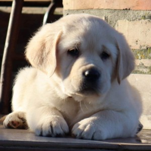 Labrador štenci
