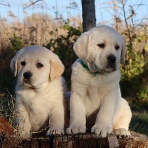 Labrador štenci