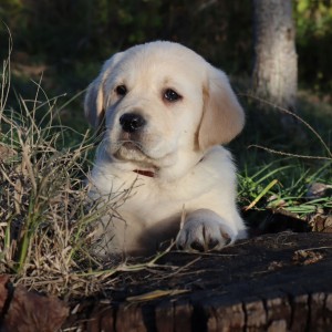 Labrador štenci
