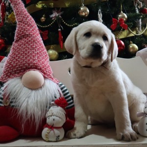 Labrador štenci
