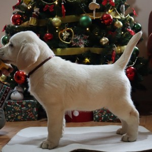 Labrador štenci
