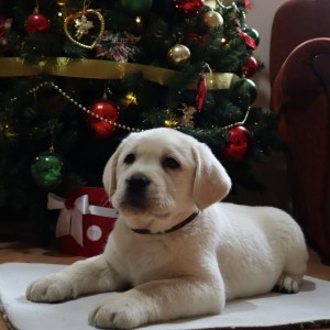 Labrador štenci