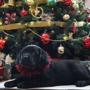Labrador štenci