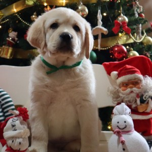 Labrador štenci