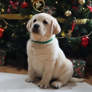Labrador štenci