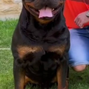 Rotvajler štenci
