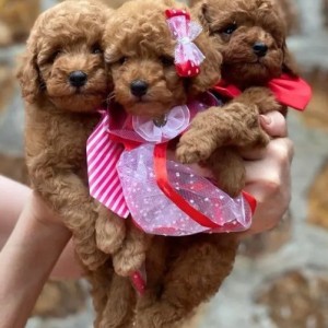 Toy Pudle u svim bojama