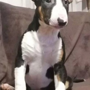 Bulterijer i Dogo Argentino stenci