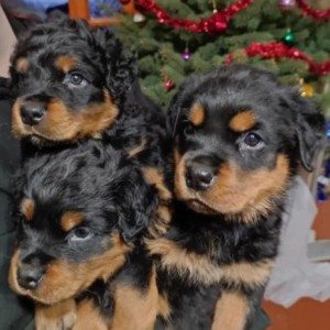 Rotvajler i Doberman štenci