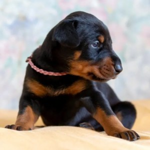 Rotvajler i Doberman štenci