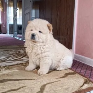Chow Chow i Vajmarski Pticar stenci