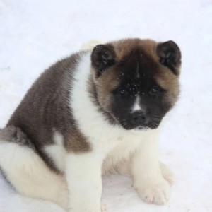 Americka Akita i Japanska Akita Inu stenci