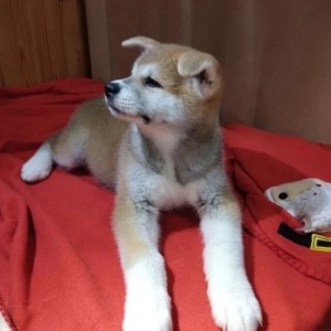 Americka Akita i Japanska Akita Inu stenci