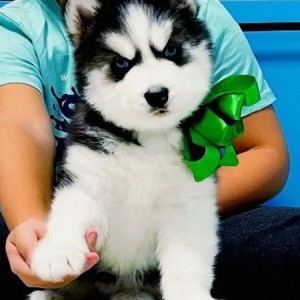 Sibirski Haski i Samojed stenci