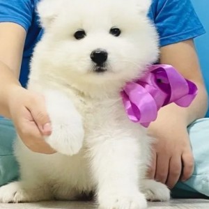 Sibirski Haski i Samojed stenci