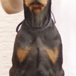 Doberman Vrhunski Štenci