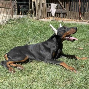 Doberman Vrhunski Štenci