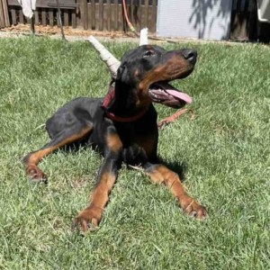 Doberman Vrhunski Štenci