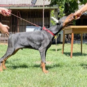 Doberman Vrhunski Štenci