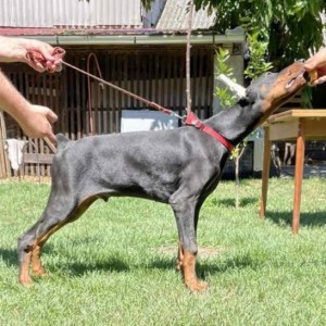 Doberman Vrhunski Štenci